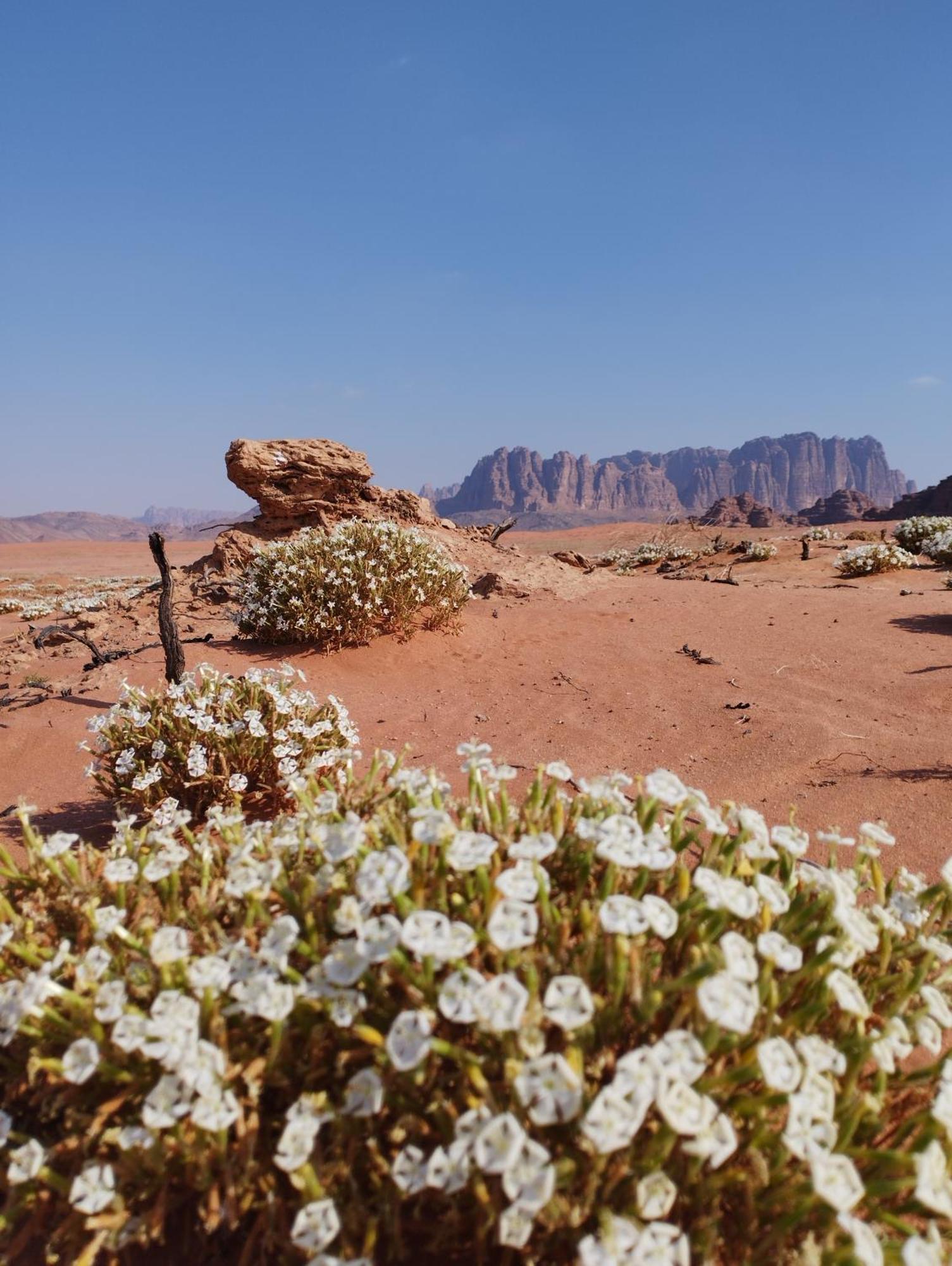 Wadi Rum Sand Delight Camp Hotel Exterior photo